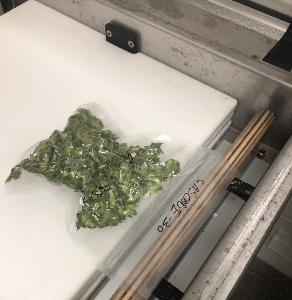 Arkansas Grown Hops Drying, Storage, and Quality